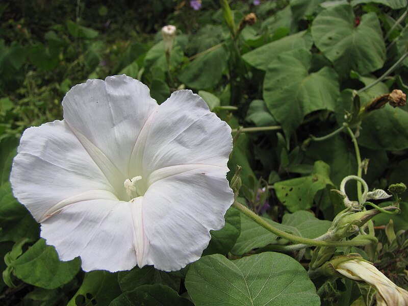 File:Starr-120424-4710-Ipomoea indica-white flower-Enchanting Floral Gardens of Kula-Maui (25046256821).jpg