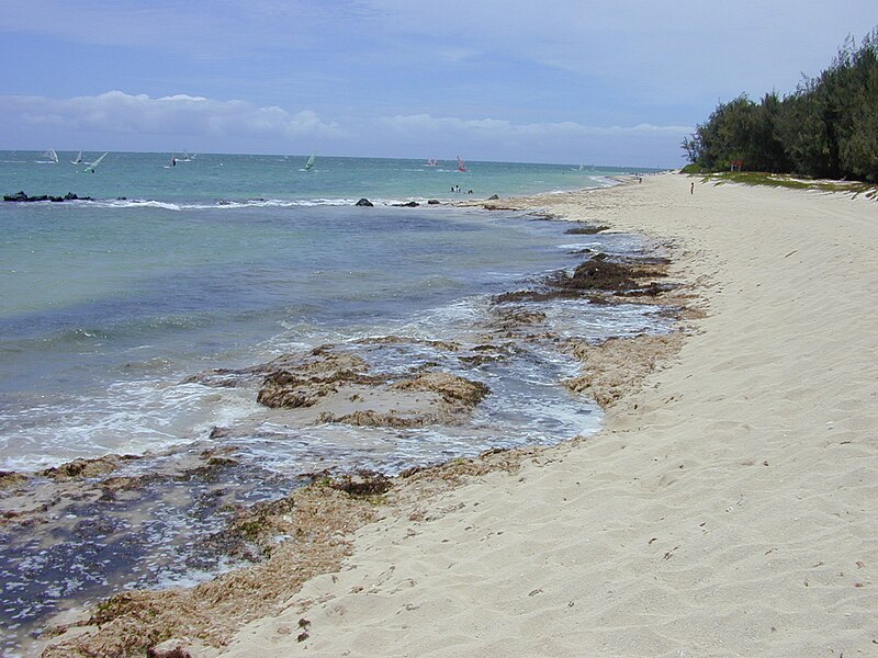 File:Starr 010704-0027 Ipomoea pes-caprae subsp. brasiliensis.jpg