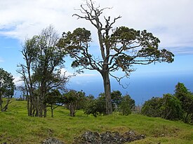 Alphitonia ponderosa