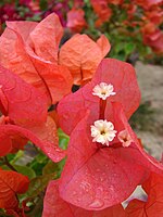 Bougainvillea spectabilis