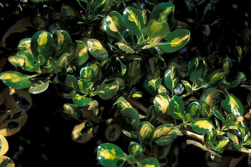 File:Starr 980528-4061 Coprosma repens.jpg