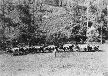 A bullock team, 1900 StateLibQld 2 391013 Bullock team at Running Creek, 1900.jpg
