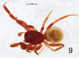 Steriphopus macleayi male.jpg