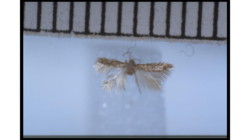 Stigmella ilsea Male holotype.png