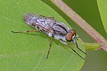 Stiletto Fly - Ozodiceromyia notata, Leesylvania Eyalet Parkı, Woodbridge, Virginia.jpg
