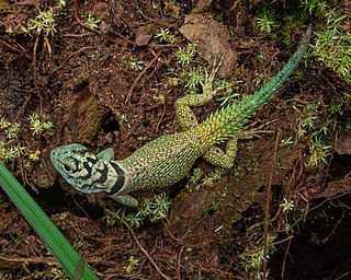 <i>Strobilurus torquatus</i> Species of lizard