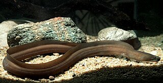 <i>Strophidon</i> Genus of eels