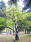 Styrax japonicus JPG1b.jpg