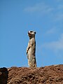 Suricate/meerkat - Erdmännchen