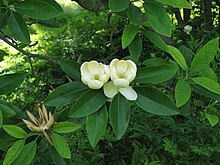 Sweetbay Magnolia Magnolia virginiana Flowers 2816px.jpg