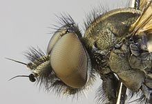 Symphoromyia crassicornis, Minera Quarry, Severní Wales, červen 2012 (17328324916) .jpg