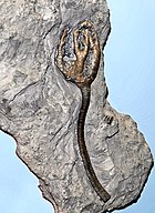 Fossil of the Carboniferous crinoid ("sea lily") Onychocrinus Synerocrinidae - Onychocrinus.JPG
