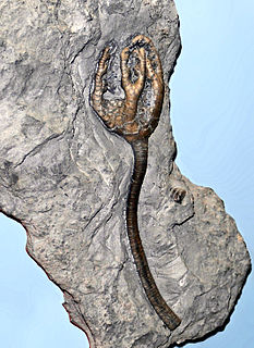 Onychocrinus Extinct genus of crinoids