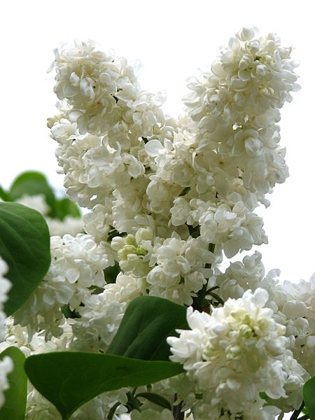 File:Syringa 'Princesse Clementine' 01.jpg