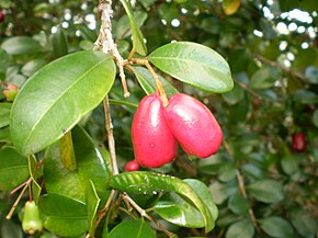 Descripción de la imagen Syzygium australe fruit1.JPG.