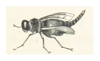 <i>Hypoderma tarandi</i> Species of fly