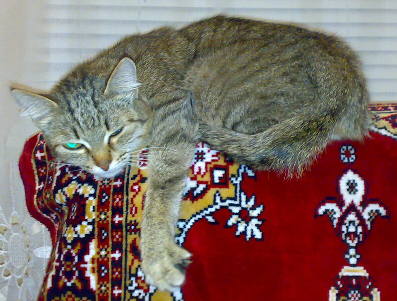 File:Tabby cat relaxing on back of couch (20 03 2011).jpg