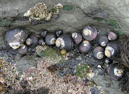 Black turban snails living in a rocky intertidal zone Tegula funebralis.jpg