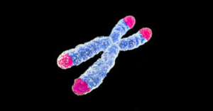 Telomeres.png