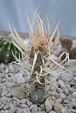 Sličica za Tephrocactus articulatus var. papyracanthus