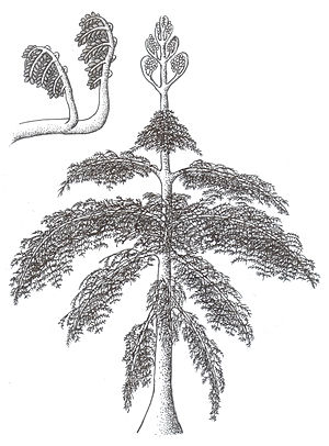 Tetraxylopteris reconstruccion.jpg