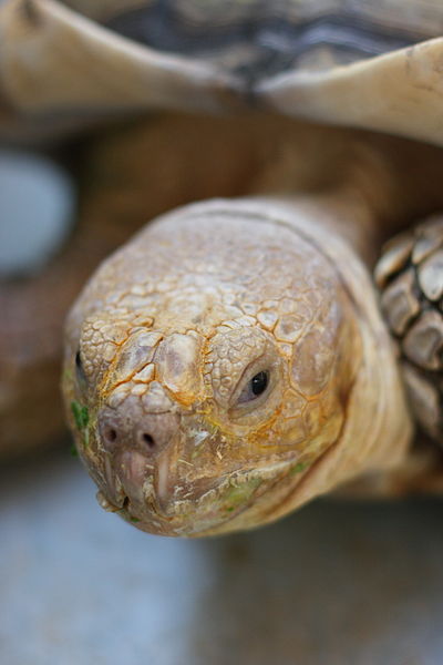 File:The African Spurred Tortoise, The Live Turtle & Tortoise Museum, Chinese Garden, Singapore (3775102306).jpg