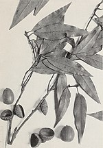 Thumbnail for Quercus acatenangensis