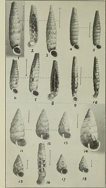 File:The Conchologists' exchange (1911) (20679194925).jpg