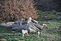 The European grey wolves in the stones area of the Animal Park of of Monts de Gueret The Wolves of Chabrières.
