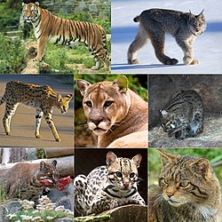 Kattenes utbredelse – Kattenes utbredelse – Felinae = blå Pantherinae = grønn