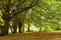 The approach of autumn, Tardree forest