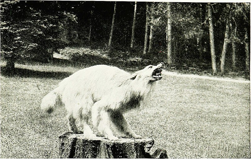 File:The book of dogs; an intimate study of mankind's best friend (1919) (20118179393).jpg