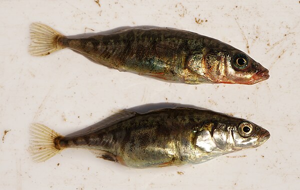 Male (redish) and a gravid female three-spined stickleback