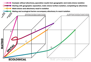 A three-dimensional space representing speciation with axes representing the factors involved in the process. The temporal dimension indicates allochrony. The ecological axis correlates with adaptation by time (ABT) whereas the mating axis corresponds to isolation by time (IBT). Breeding time create a fourth dimension expressed as asynchrony in breeding as opposed to synchrony. Speciation events are indicated by the varying colored paths that are taken.
A: Absent allochrony, only geographic and mate choice cause isolation.
B: Starts with geographic separation, mate choice furthers isolation, and is completed by allochrony.
C: Starts with mate-choice differentiation followed by allochrony.
D: Mating and ecological factors accompany allochrony. Three-dimentional differentiation space for speciation.svg