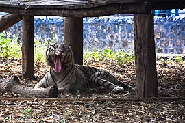 Tiger in Arignar Anna Zoological Park.jpg