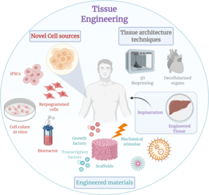 Throughout the past decade in the field of tissue engineering, novel cell sources, engineering materials, and tissue architecture techniques have provided engineering tissues that better restore, maintain, improve, or replace biological tissues. Tissue Engineering.png