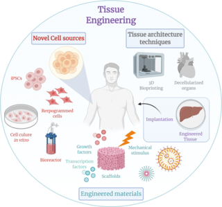 <span class="mw-page-title-main">Tissue engineering</span> Biomedical engineering discipline