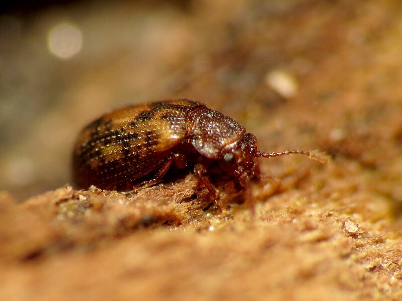 File:Tooth-necked Fungus Beetle - Flickr - treegrow (2).jpg