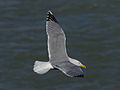 * Nomination Yellow-legged Gull (Larus michahellis) in flight over the Bazacle --PierreSelim 07:07, 20 February 2013 (UTC) * Promotion Good quality. --Poco a poco 21:24, 20 February 2013 (UTC)