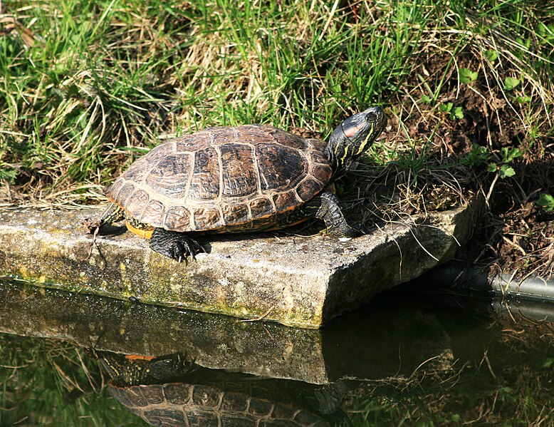 File:Trachemys scripta elegans Dvur zoo 1.jpg