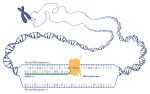 Miniatura para RNA polimerase DNA-dependente