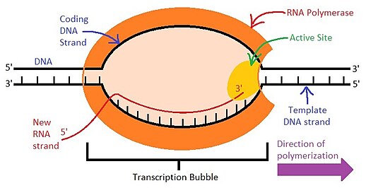 Transcription bubble