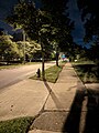 Tree Lawn at Night.jpg