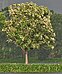 Tree in new leaves (Tectona grandis) I IMG 8133.jpg