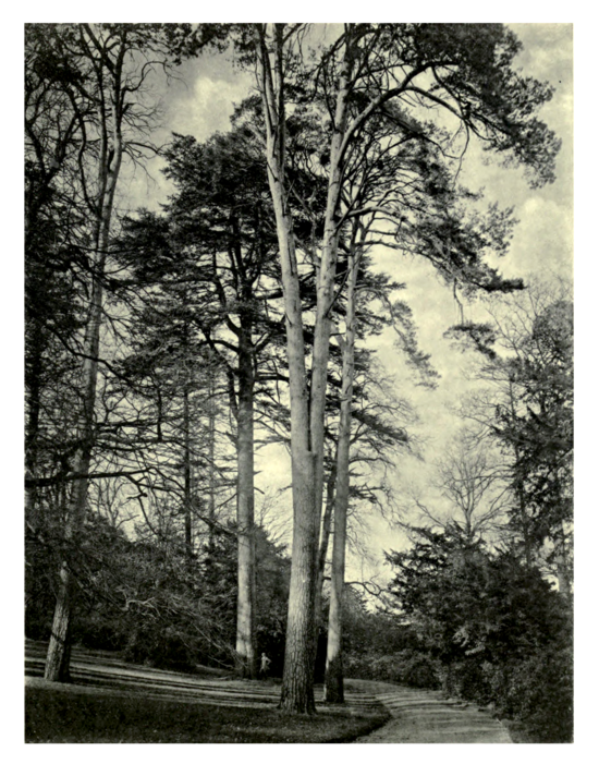 Plate 131: Lebanon Cedar at Petworth