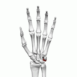 Triangular bone (left hand) - animation01.gif