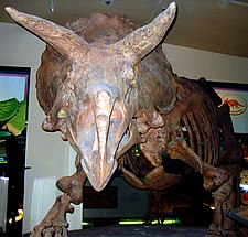 Triceratops front view.jpg