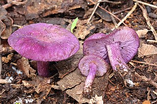 <i>Tricholosporum</i> Genus of fungi