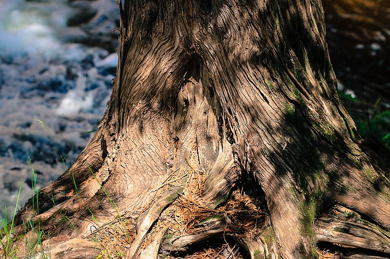 File:Trunk, Tischer Creek, Duluth (14417433017).jpg