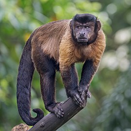 Sapajus apella (Tufted capuchin) on a branch, in Singapore